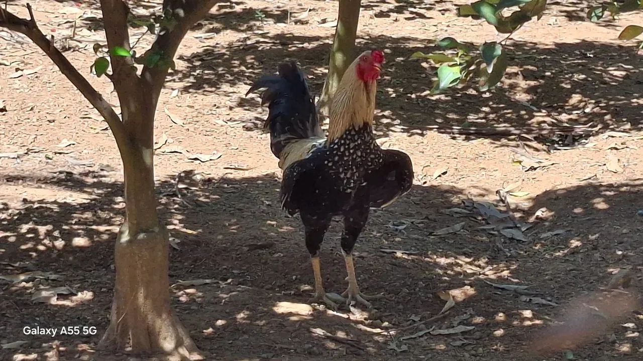 Galinhas e frangos caipira  - Foto 3