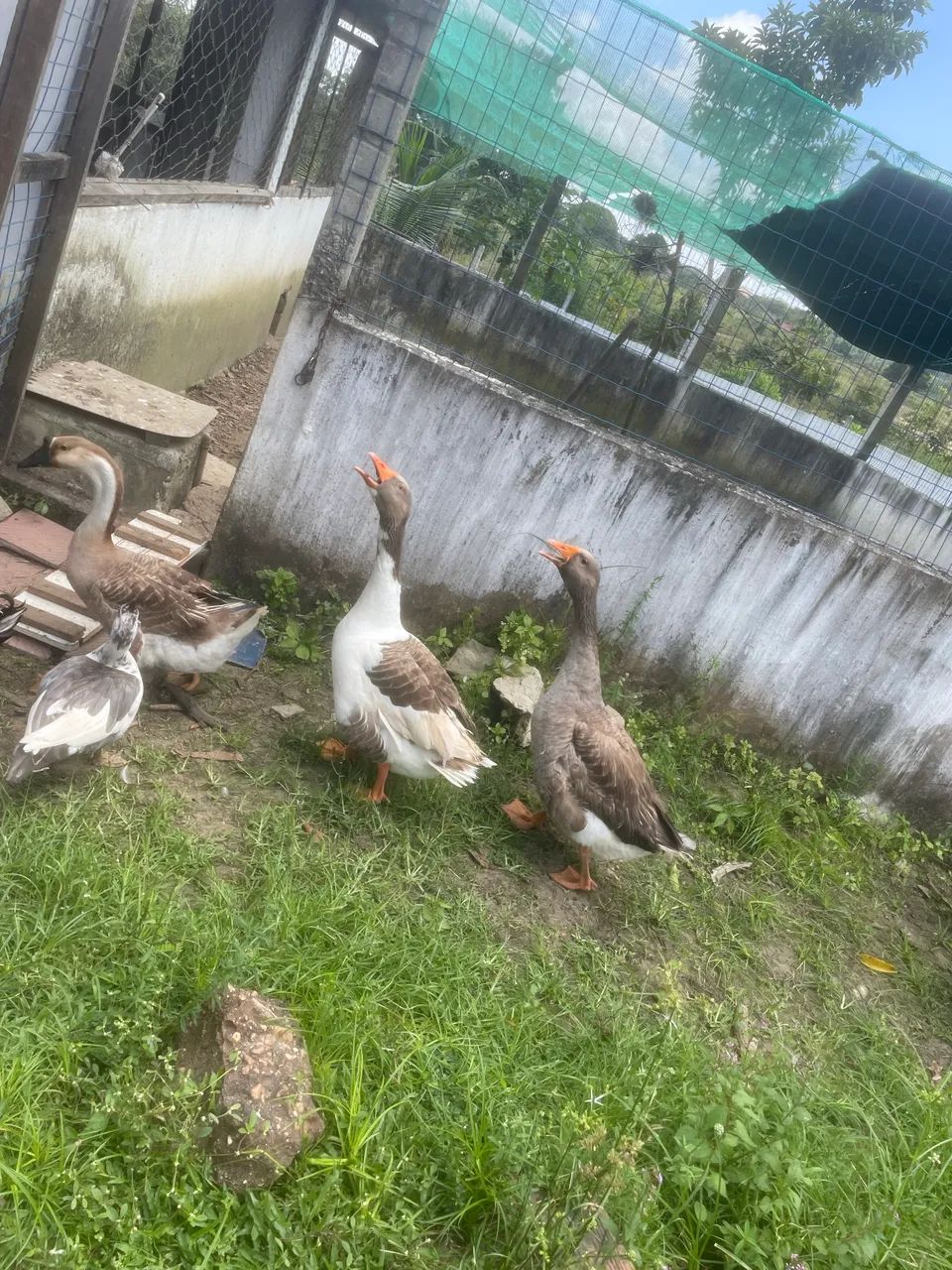 Gansos caipira  - Foto 2