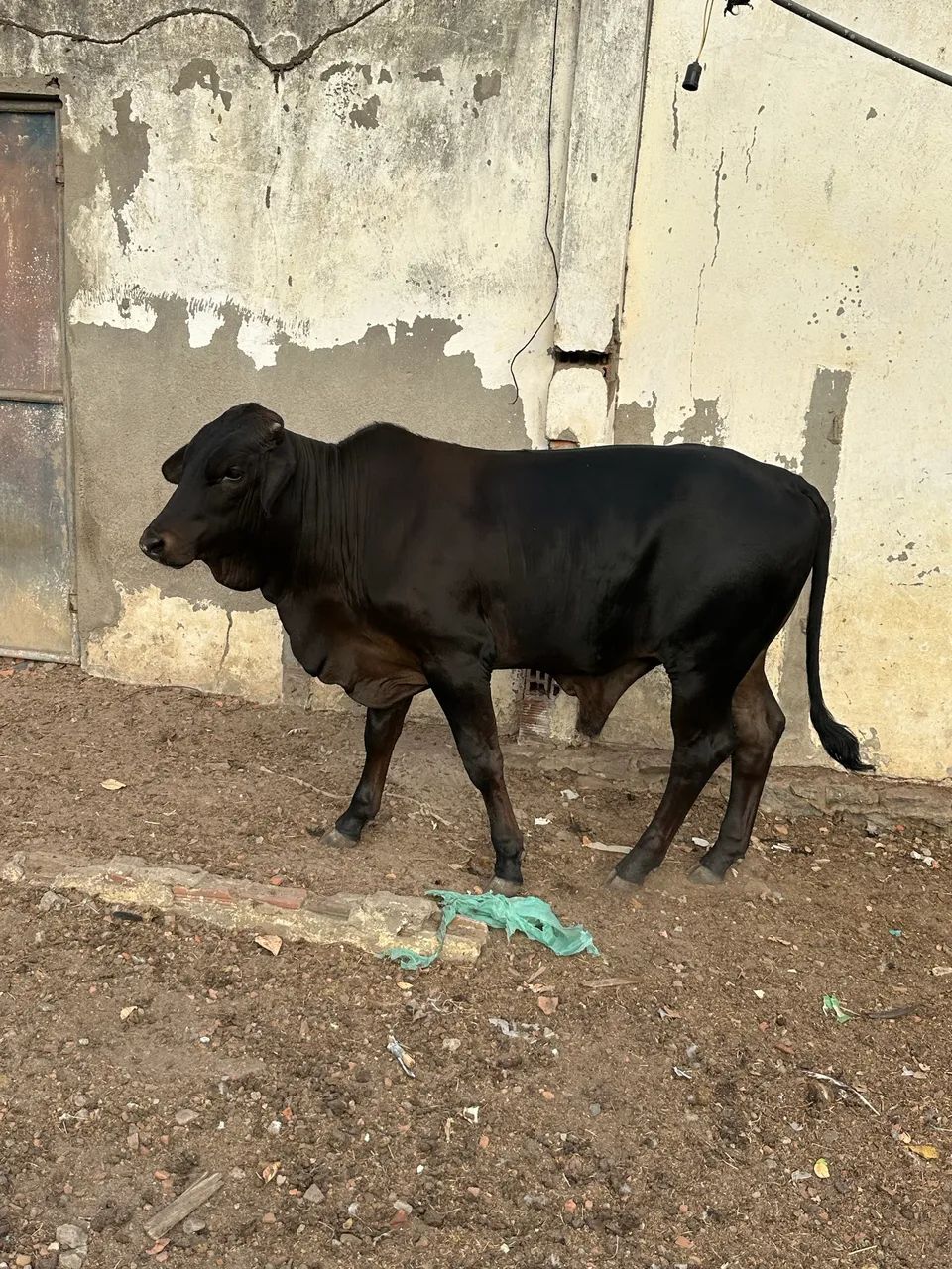 Garrote a venda  - Foto 5