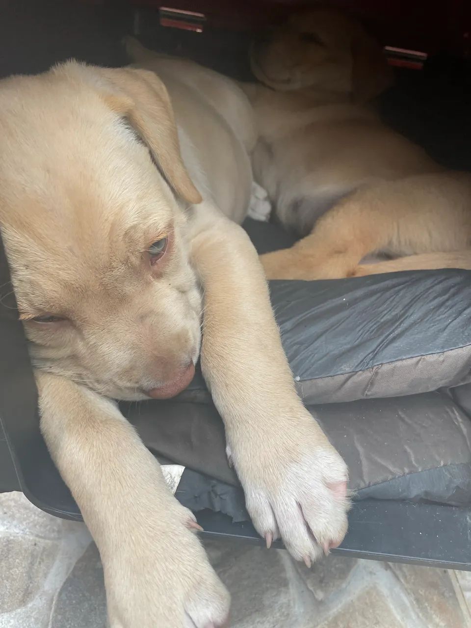 Cachorro - Foto 3