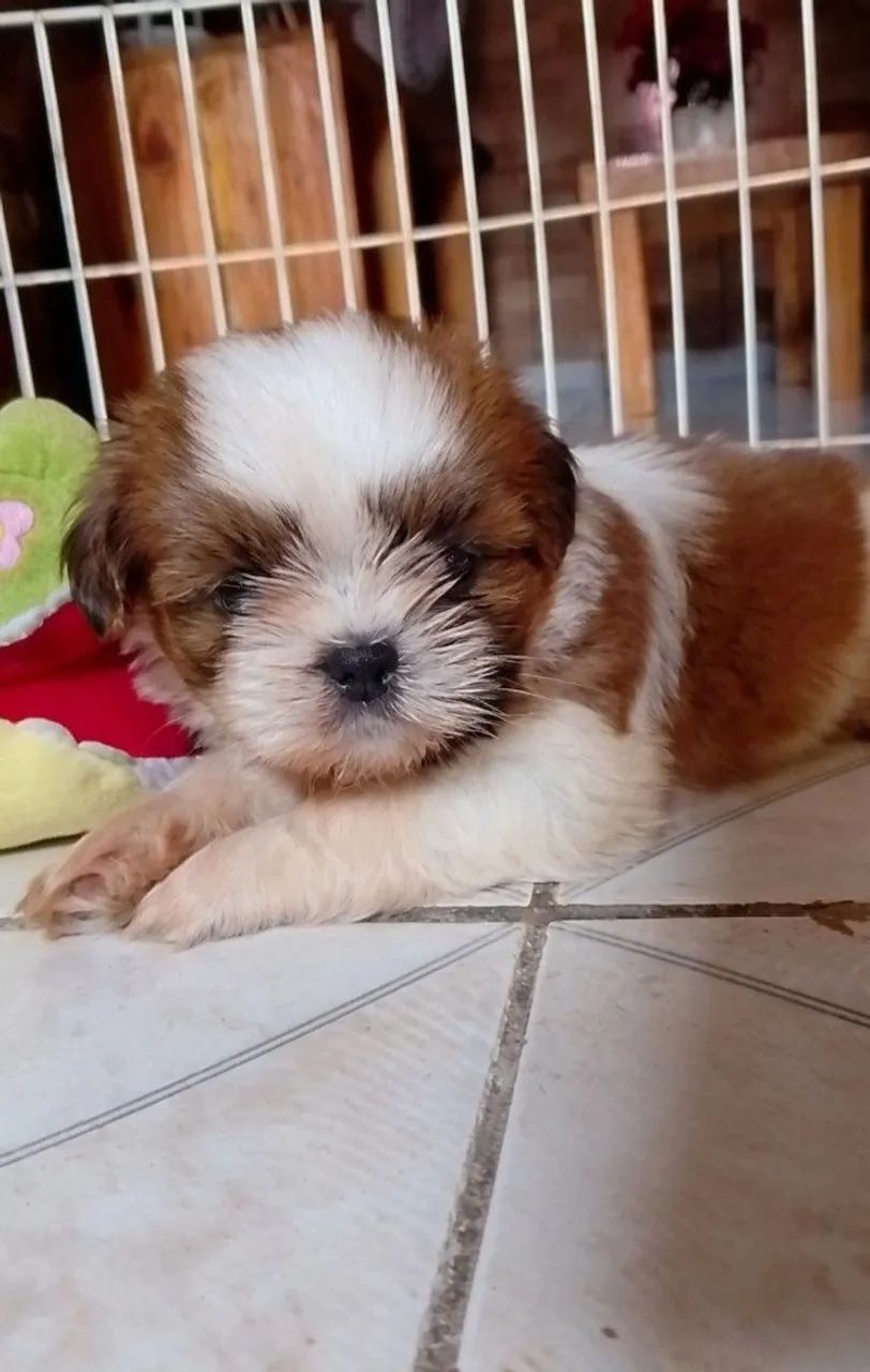 Shih Tzu  - Foto 4