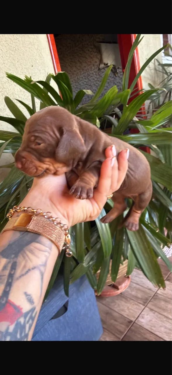 Dachshund macho  - Foto 3