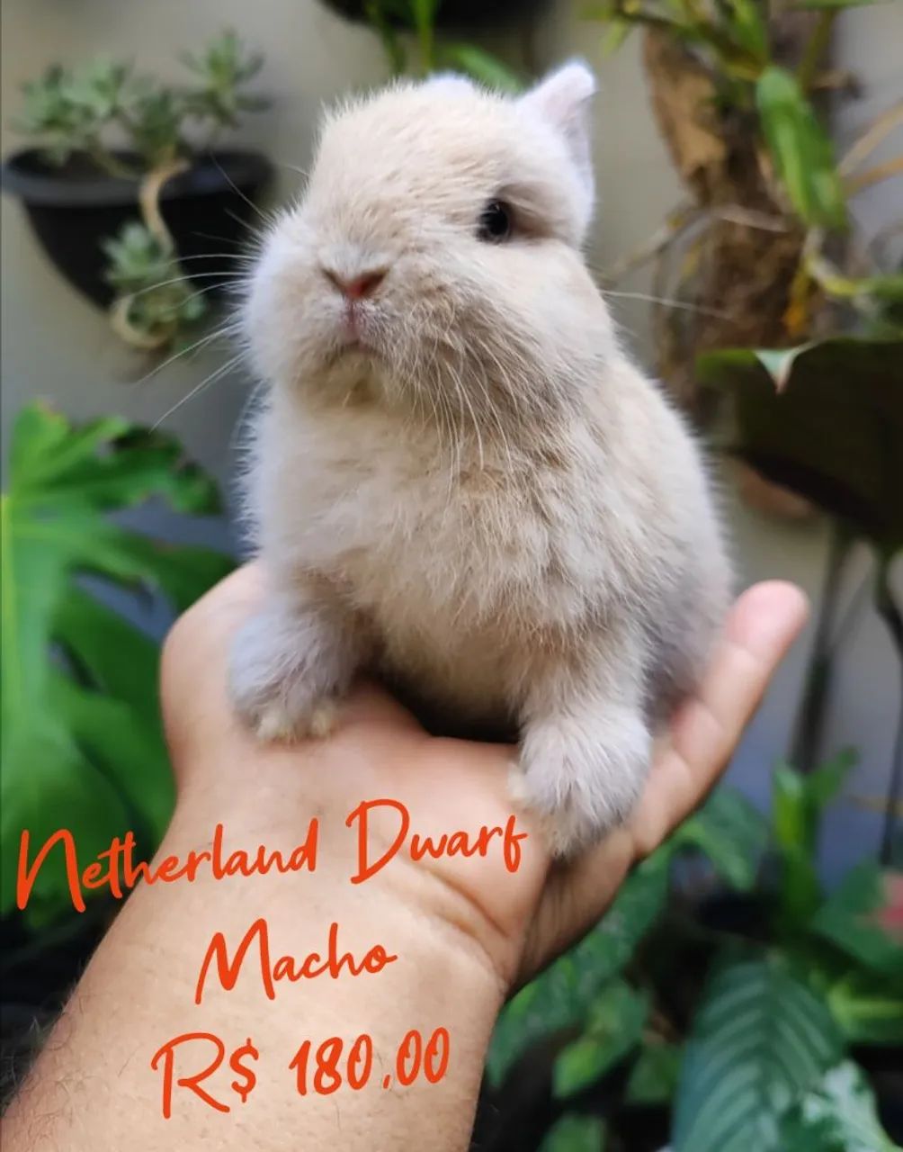 Mini Netherland Dwarf Rabbit65579533486210121