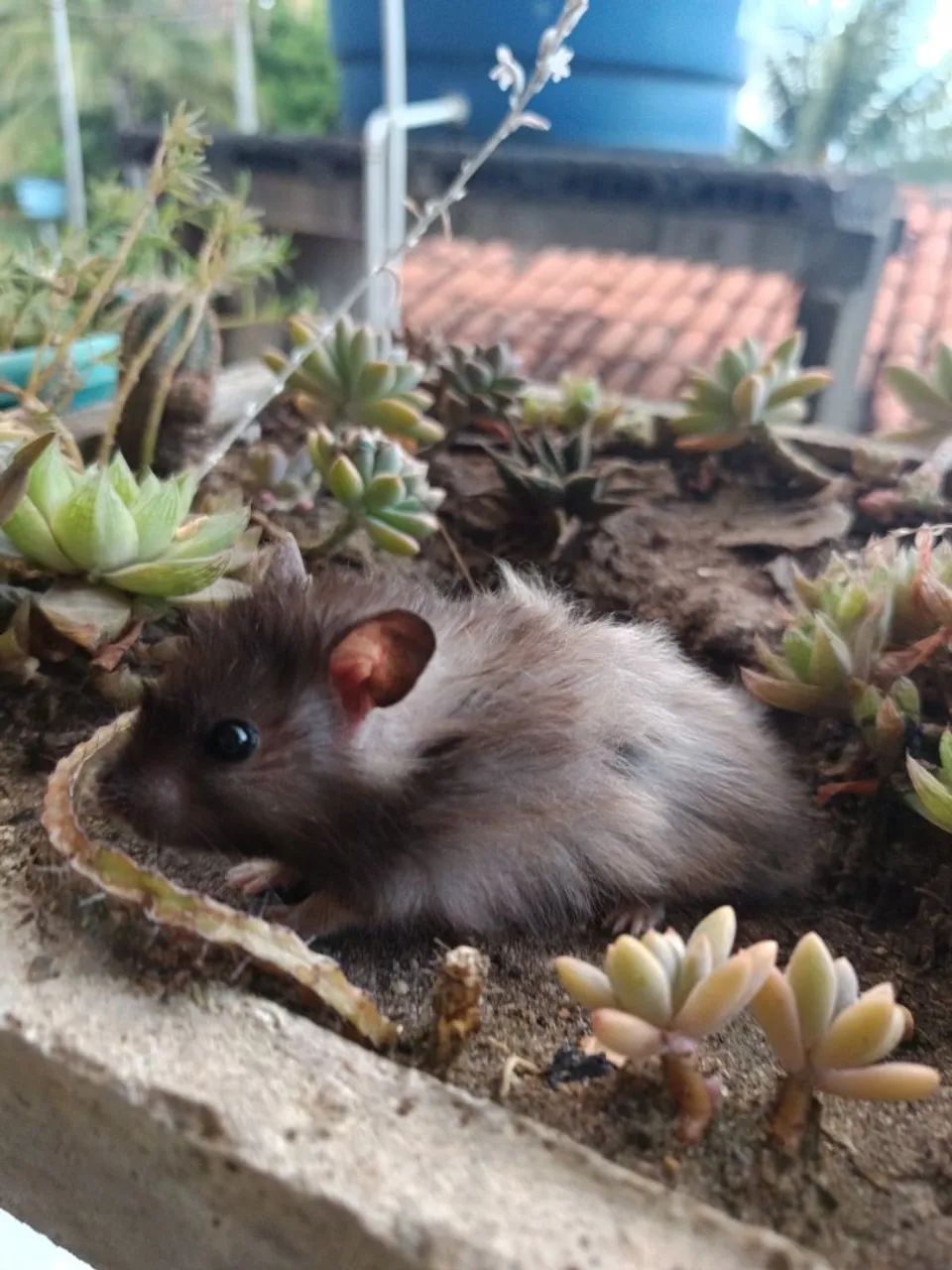 Hamster sírio angorá em Maceió e Paripueira  - Foto 4