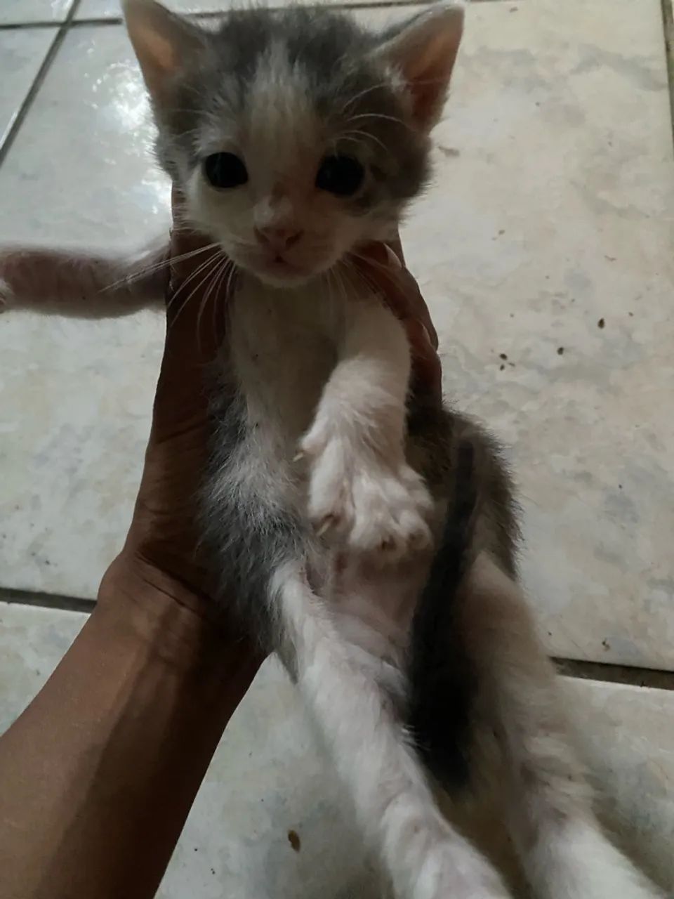 Doa se gatinhos - Foto 4