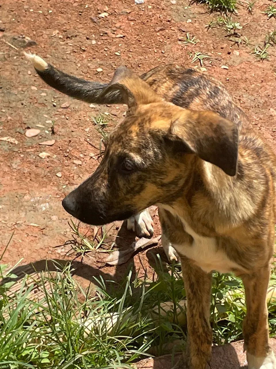 Animais - Foto 4