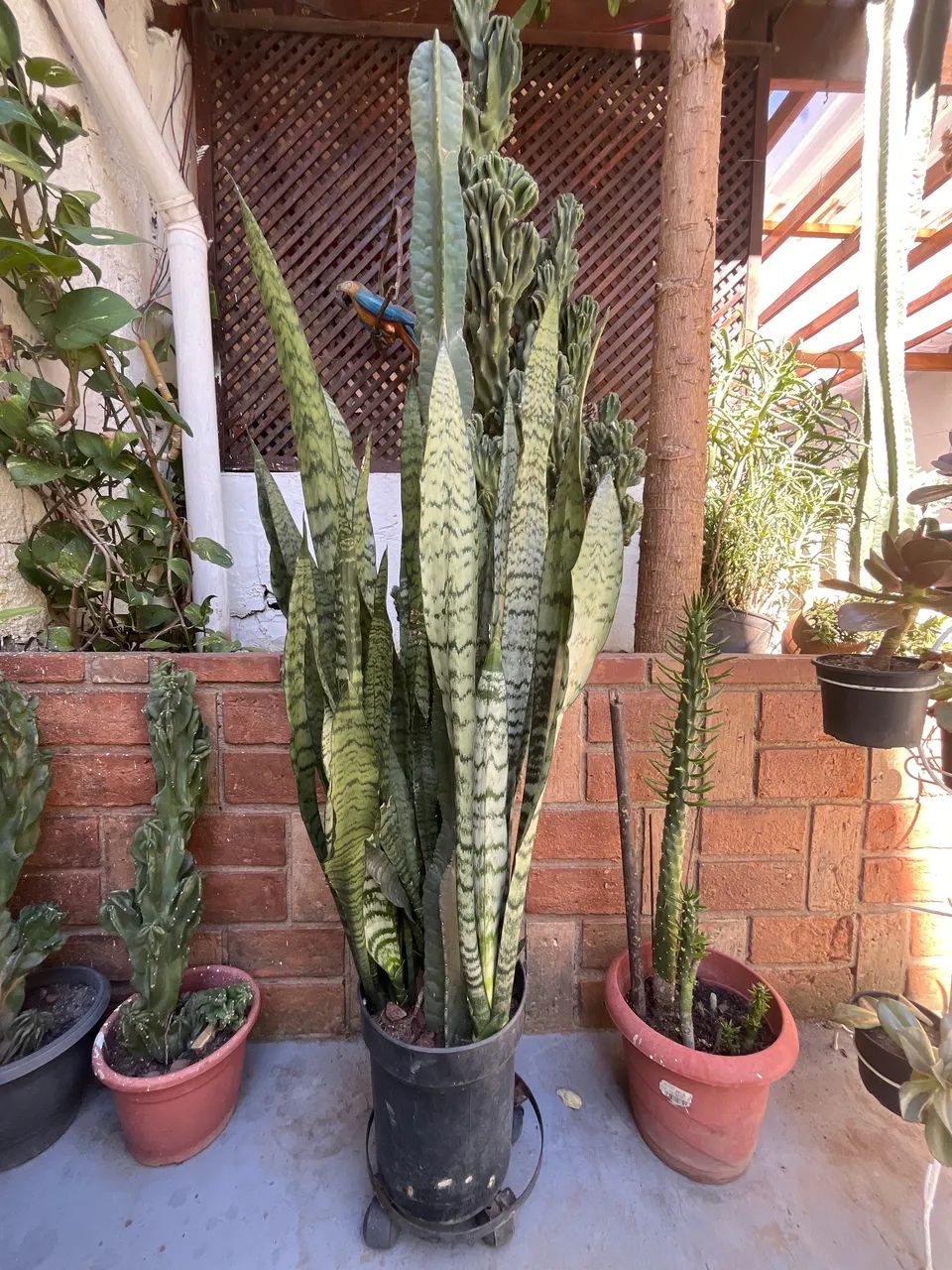 Planta cacto com espada de São Jorge