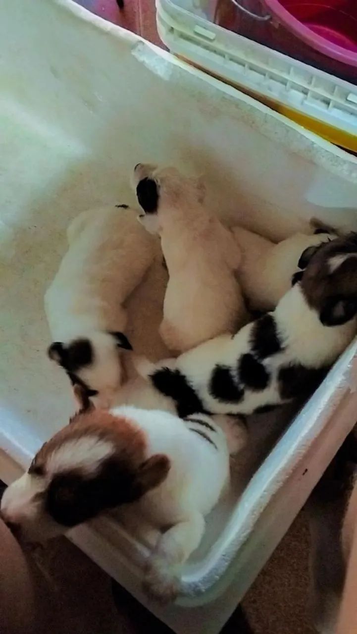 Doação de Cachorros  - Foto 4