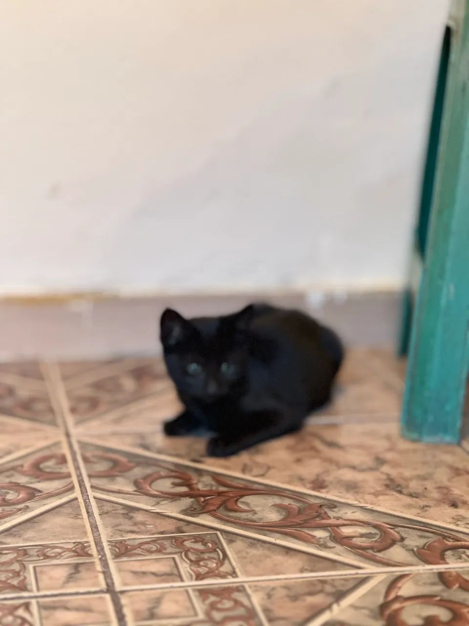 Gato pra doar - Foto 2