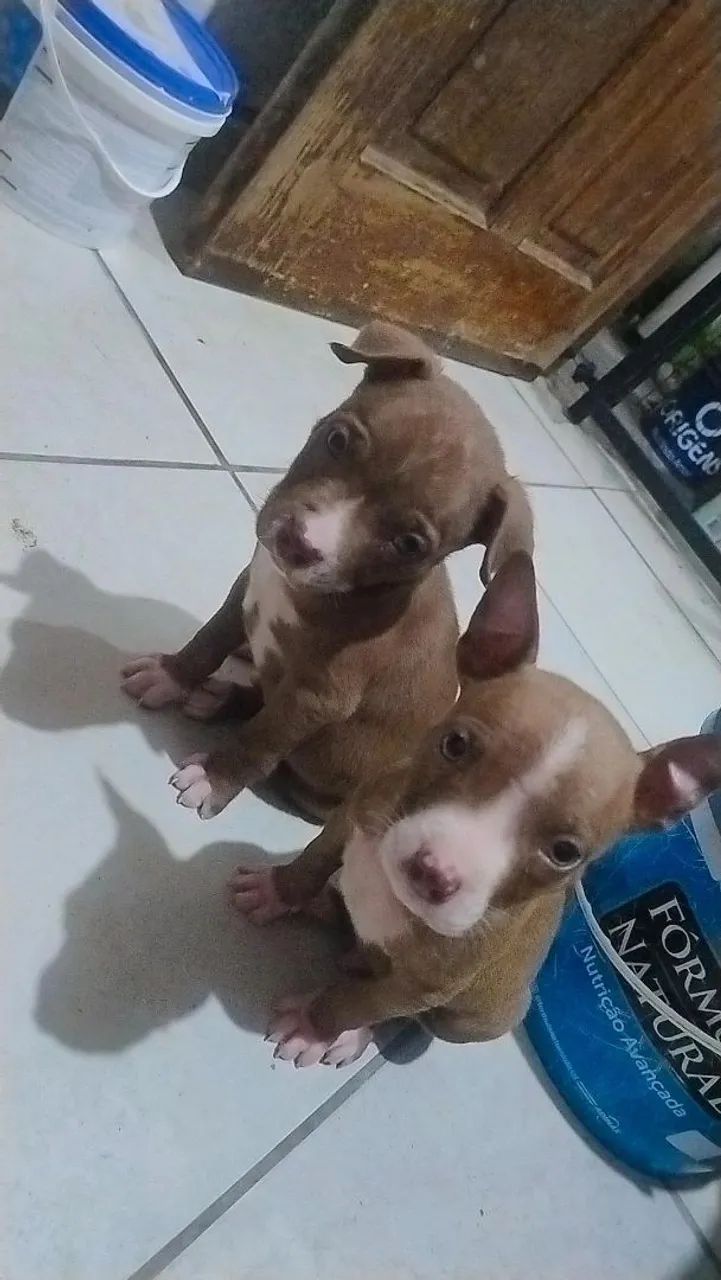 Pitbull  - Foto 4