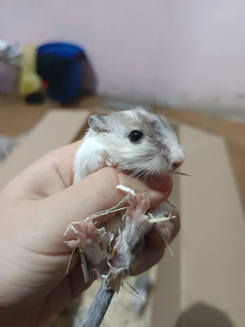 Gerbil em Maceió, esquilo da mongolia (gerbo)