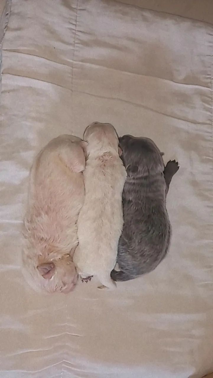 Chowchow filhote. - Foto 2