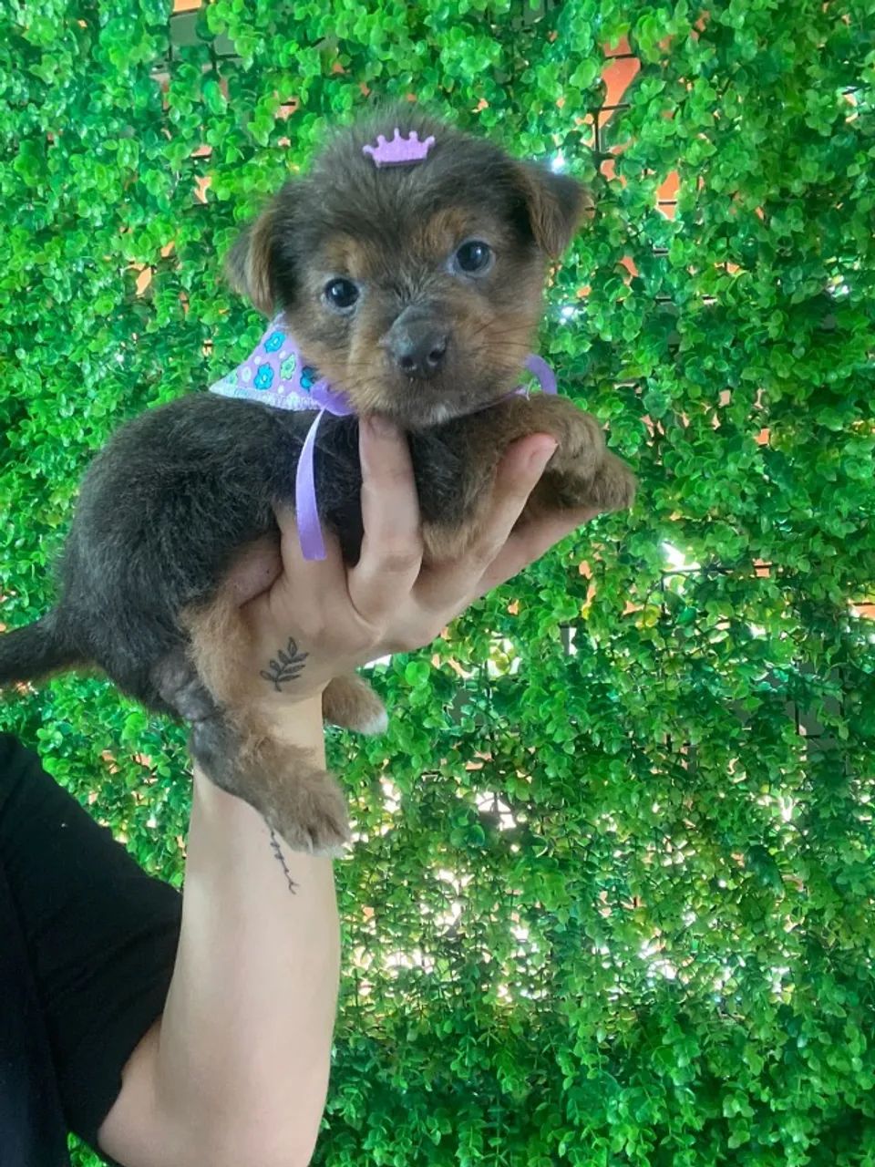 yorkshire terrier