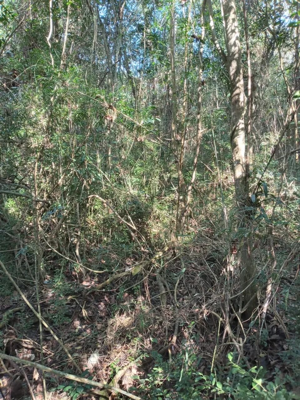 Foto - Sorocaba - Vila Olímpia