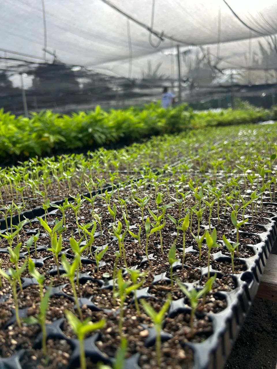 Mudas de hortaliças  - Foto 2