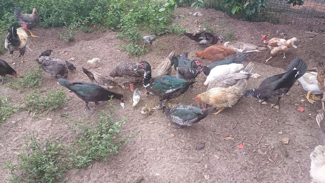 Vendo patos... - Foto 2
