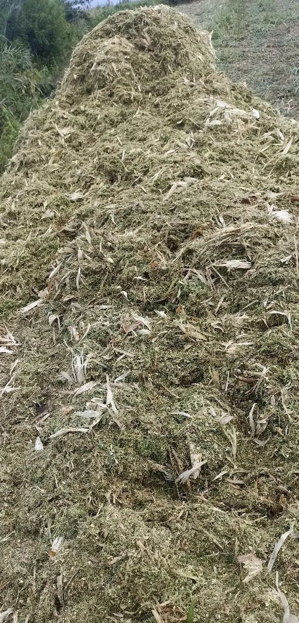 Silagem de milho 100% de alta qualidade ? - Foto 3