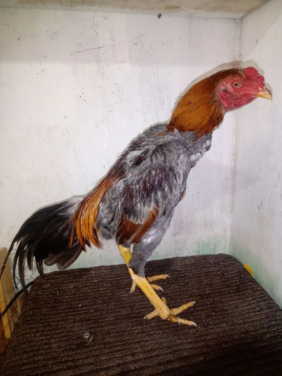 Frangos e frangas de raça 