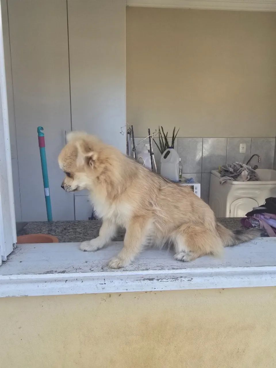 Cachorra para companhia 