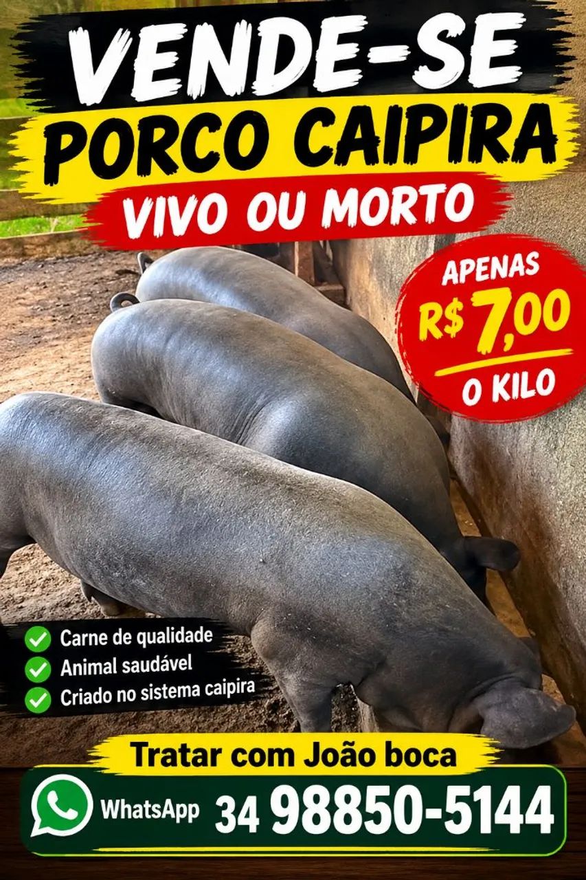 Porco caipira 