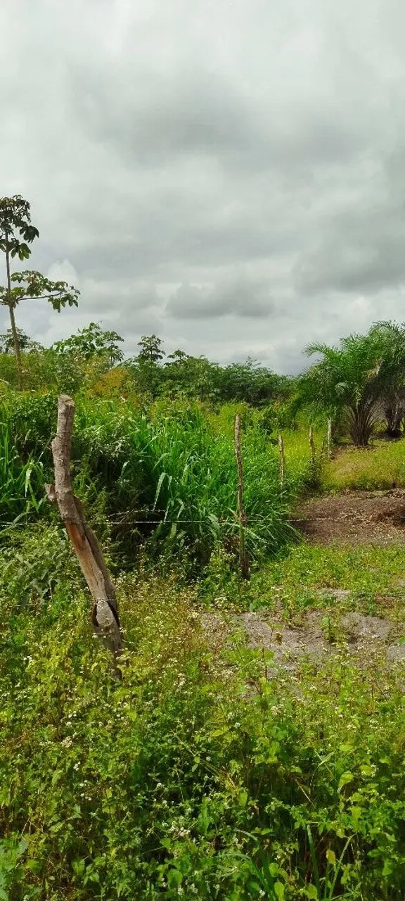 Terreno grande e excelente para sítio  - Foto 4
