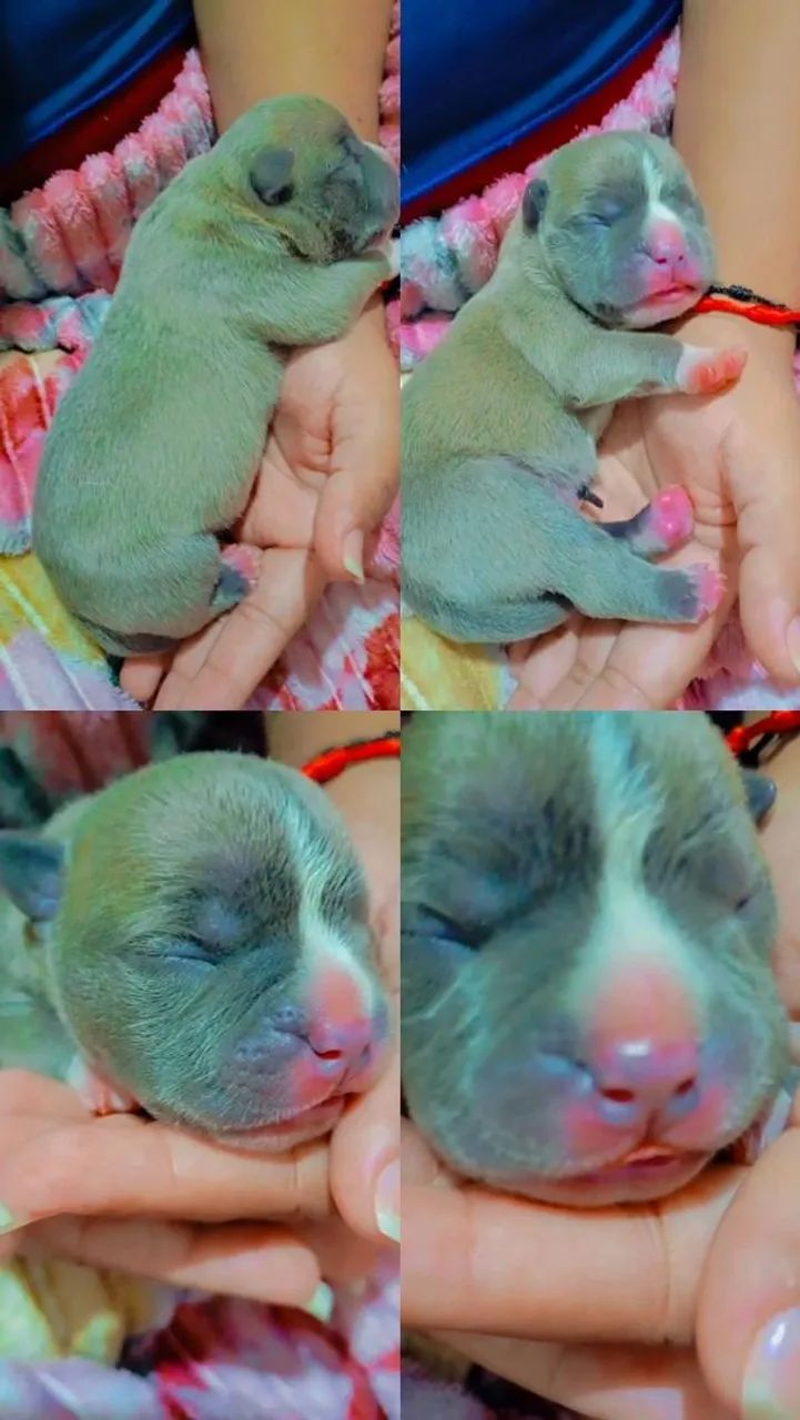 Filhotes de American Bully  - Foto 3