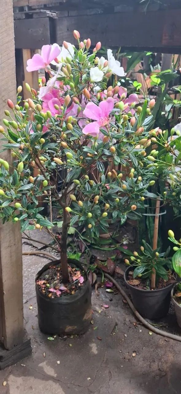 Manaca da serra