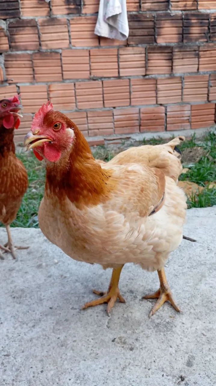 2 galinhas caipira  - Foto 3