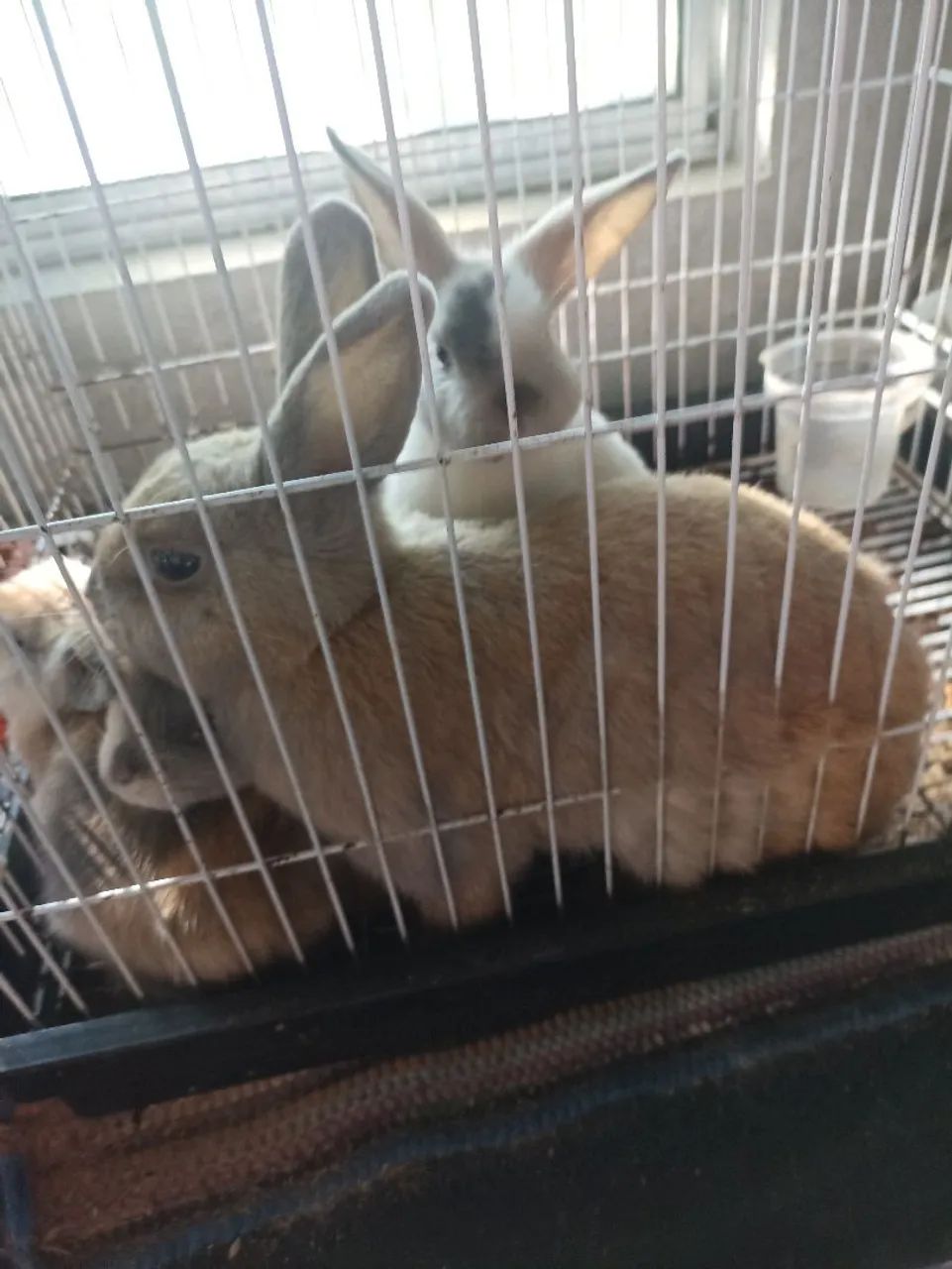 Mini coelhos 