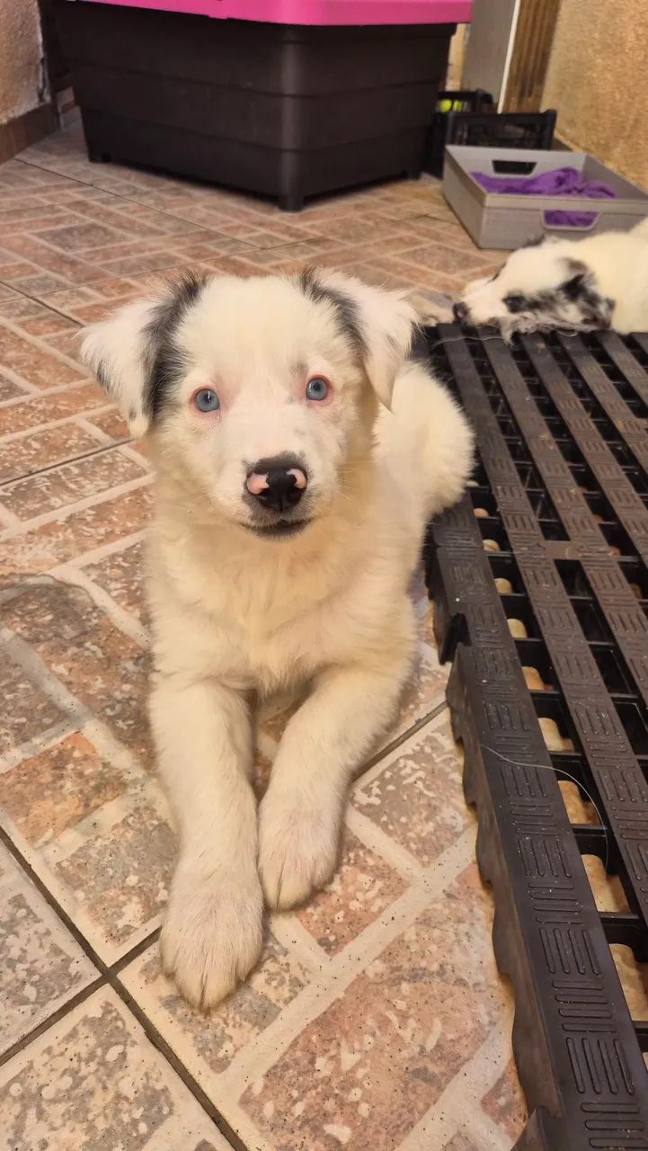 Boder collie