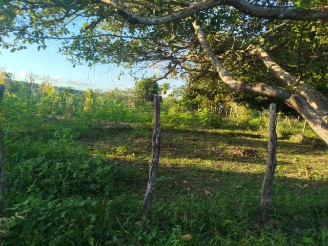 Sitio em sao cristovão povoado casulo - Foto 5