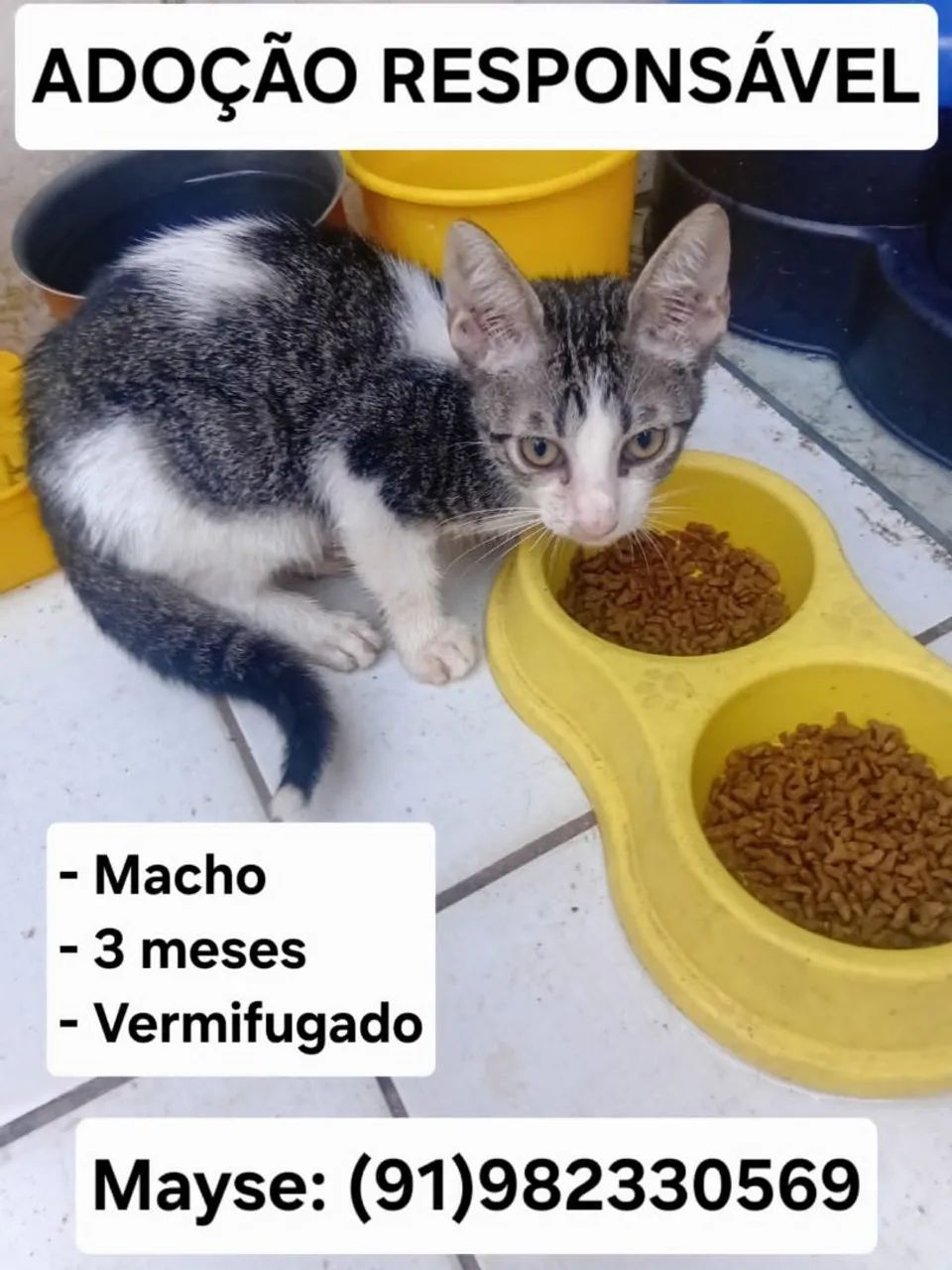 Adoção responsável - Foto 4