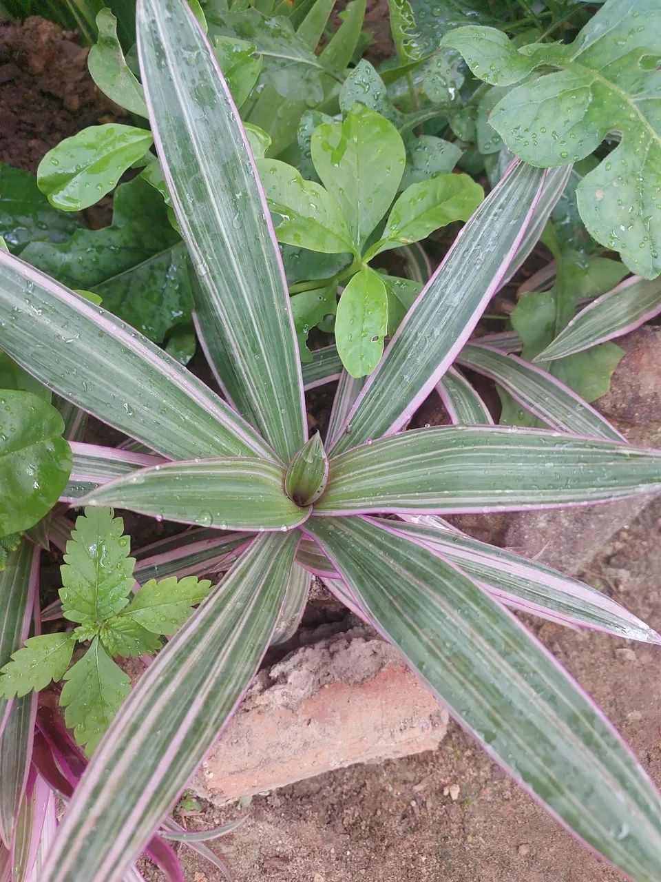 Mudas de Plantas variadas