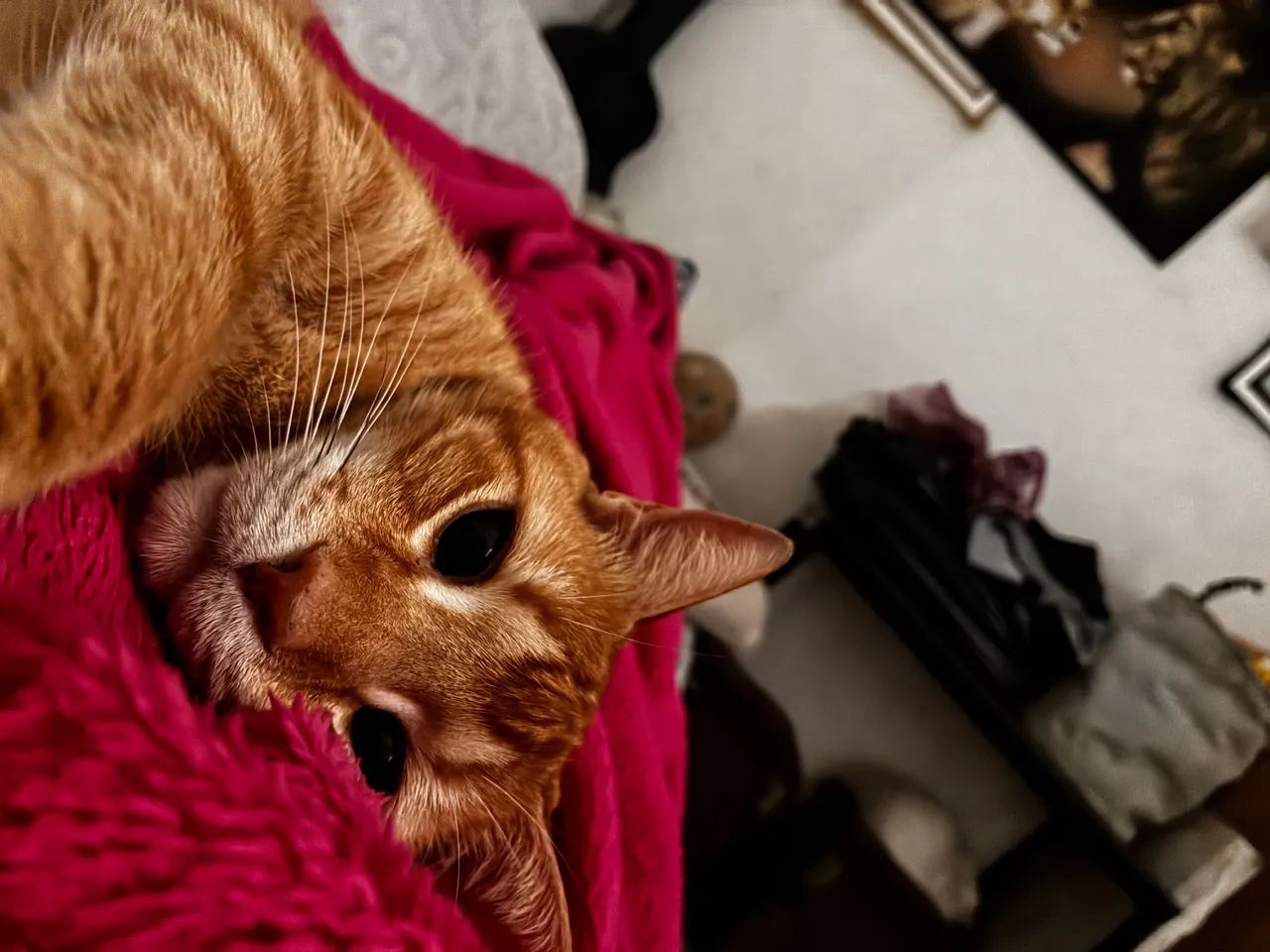 Doando gatos - Foto 4