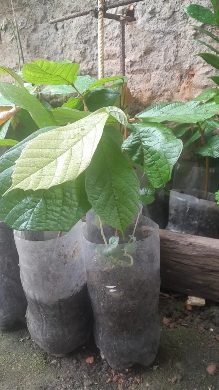 Mudas de Cupuaçu 