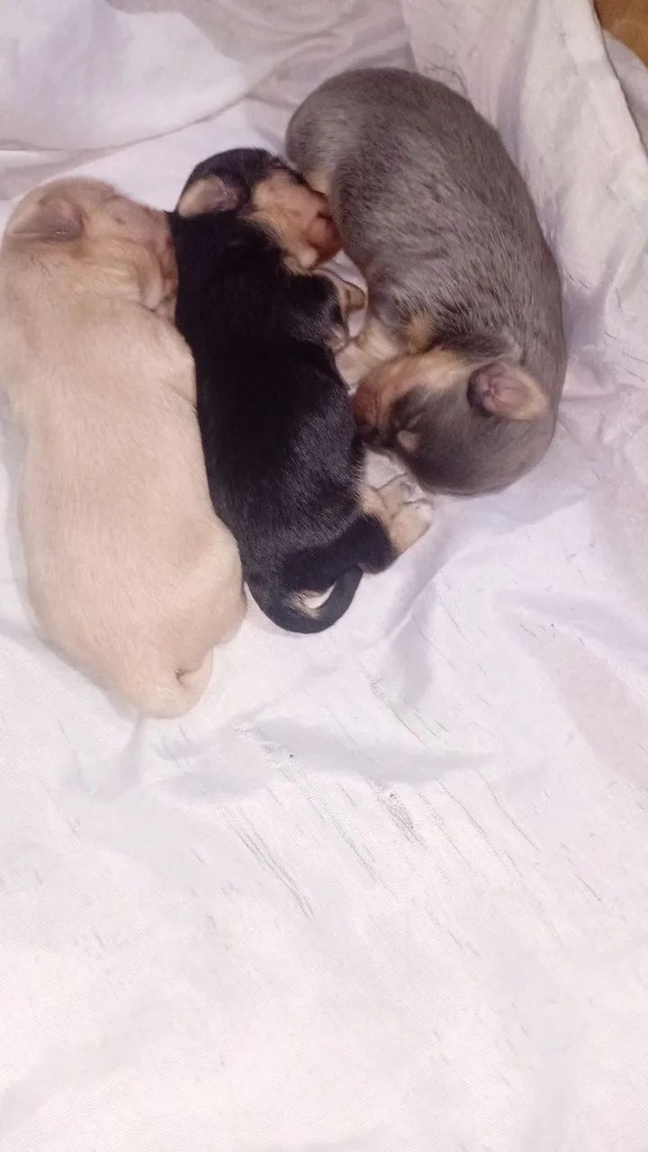 Cachorro  - Foto 2
