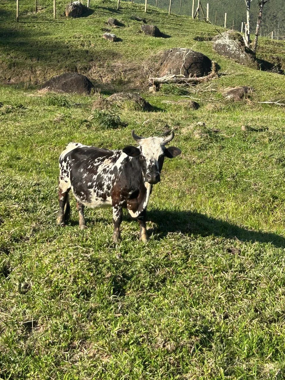 Mini vaca 