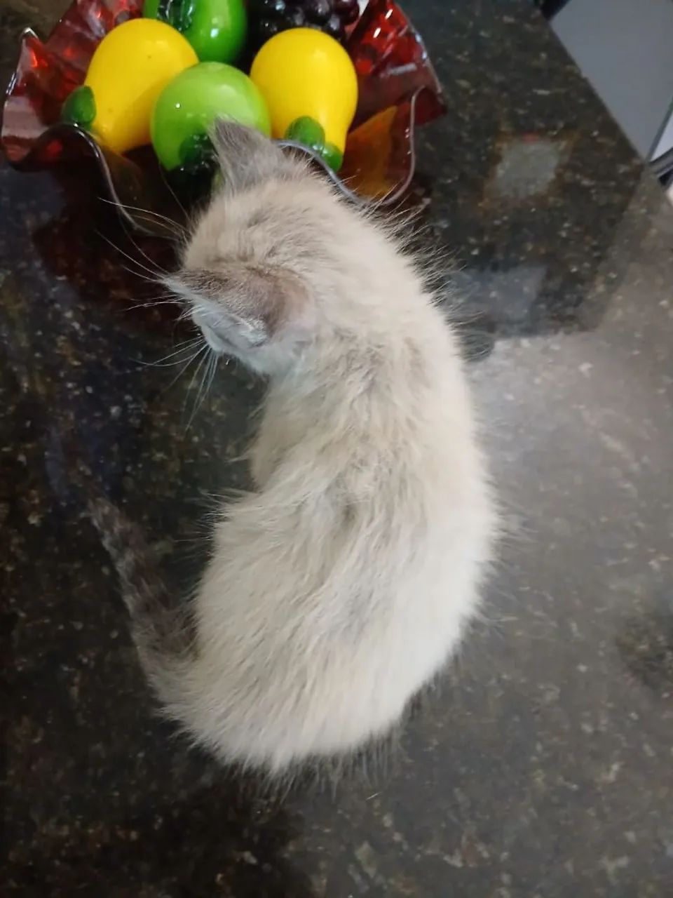 Pet - Foto 3