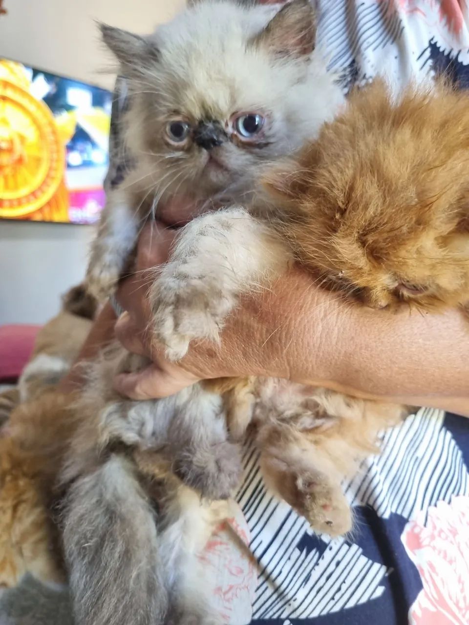 Gatos Persas  - Foto 3