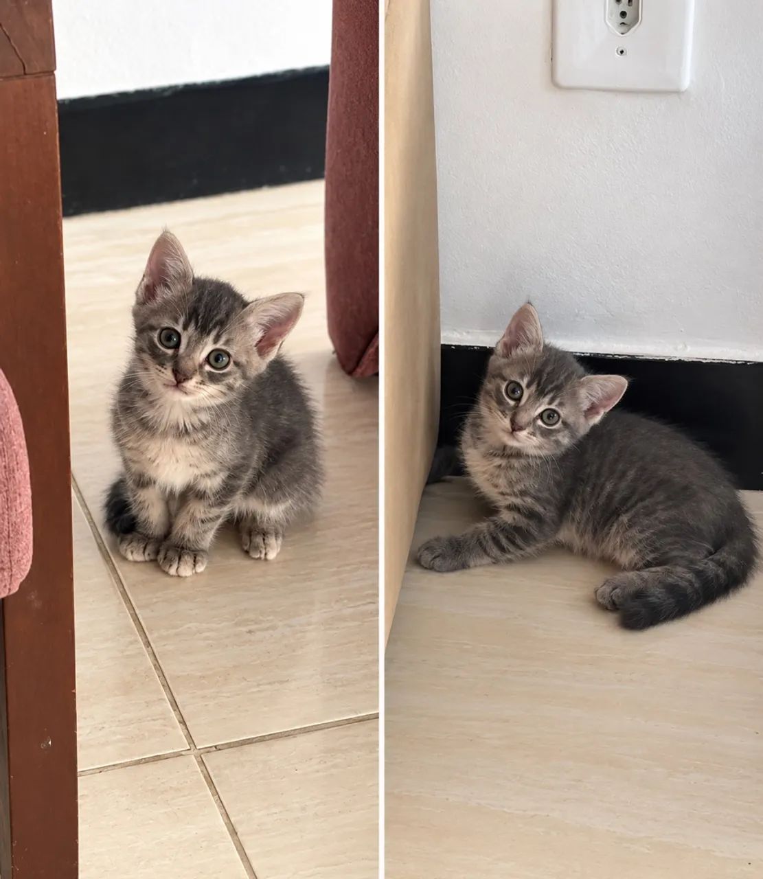 Doação de gatinhas  - Foto 2