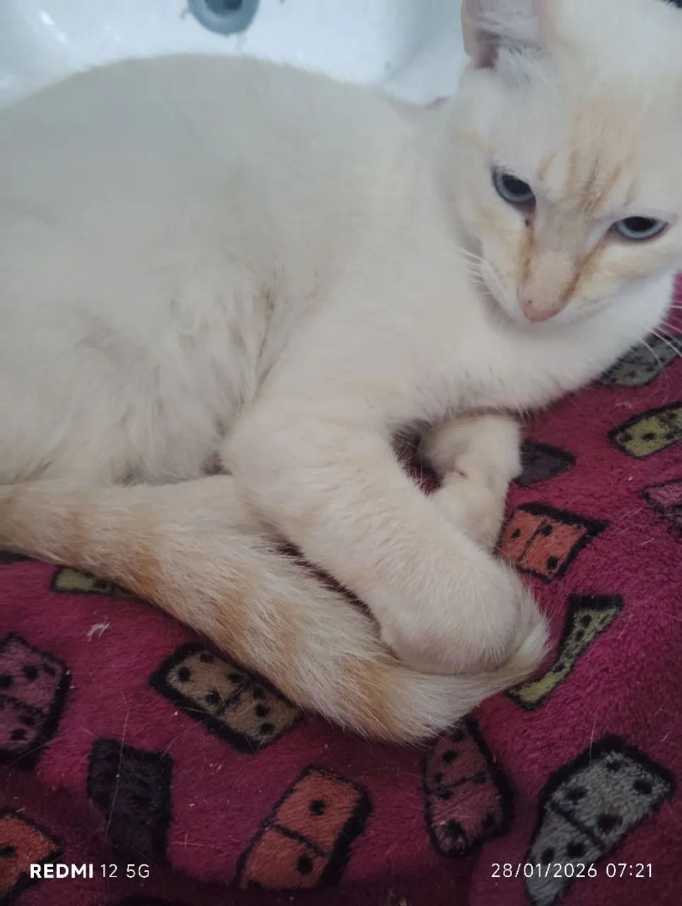 Gato vacinado e castrado doação - Foto 3