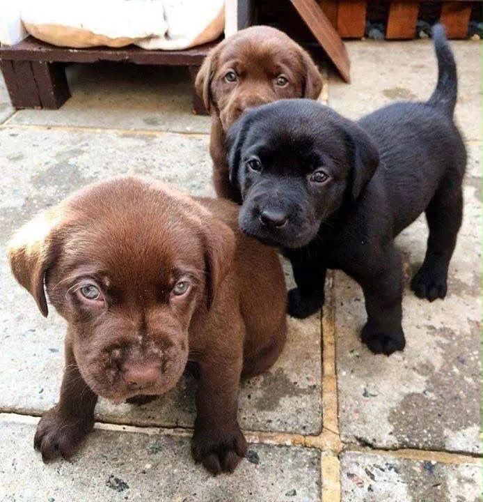 Labrador lindo top