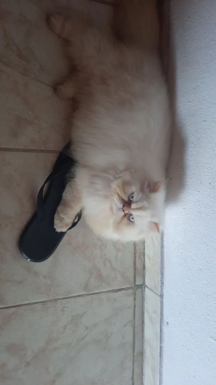 Persa.