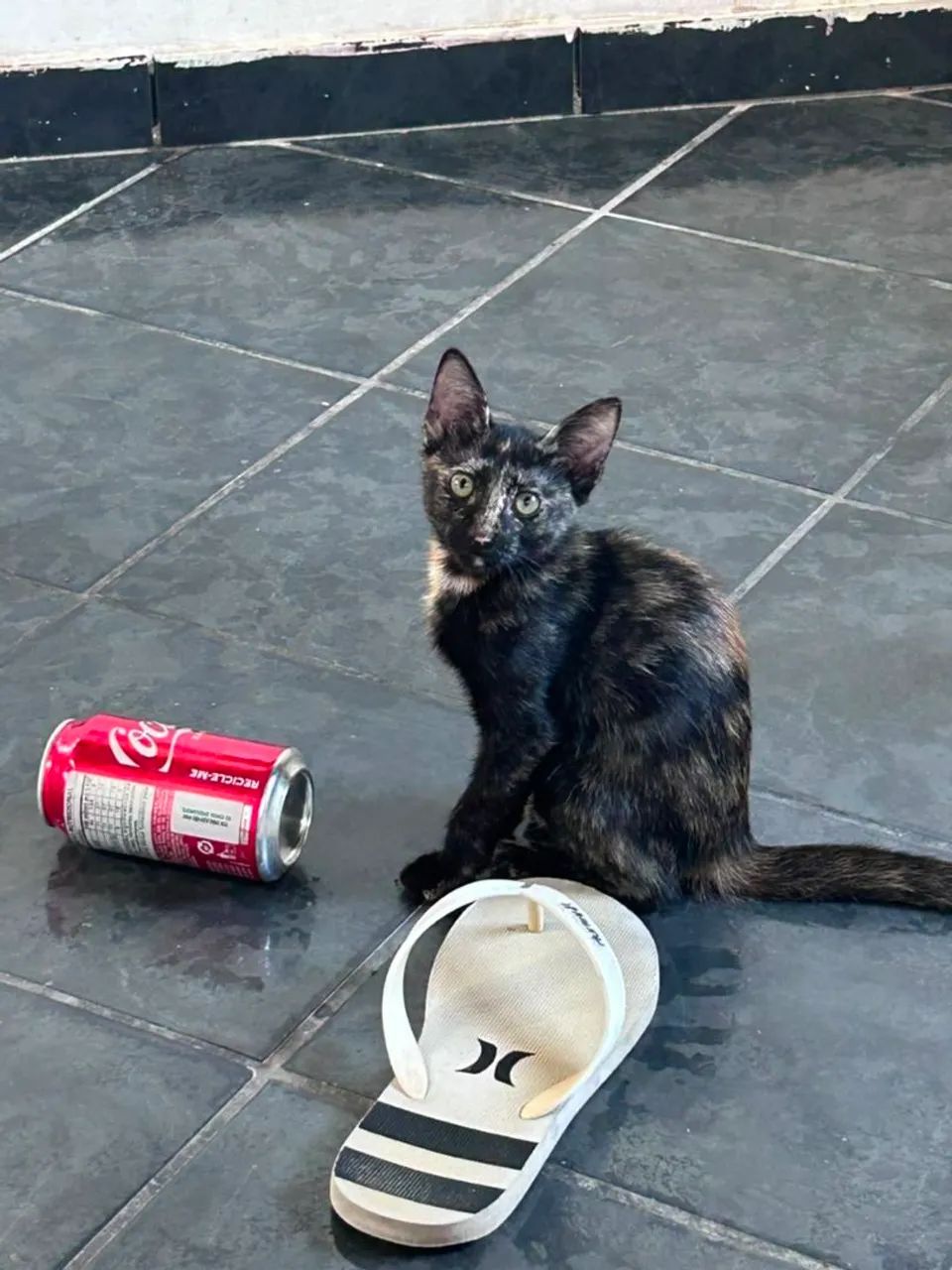 Gatinha fofa Escaminha para doação 