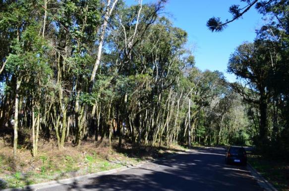 Terreno residencial à venda, floresta, gramado. - Foto 3