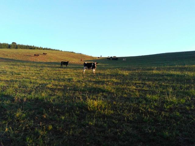 Fazenda de 66 Alqueires .50 Alqueires Mecanizados - 17 KM de Cantagalo PR - Foto 5