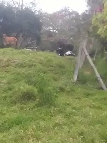 Vendo fazenda em Gandu BA - Foto 6