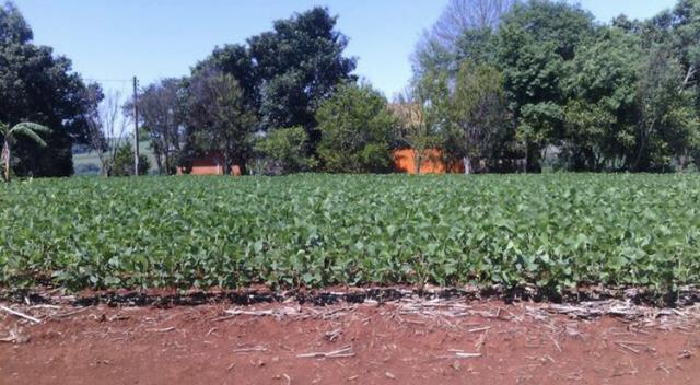 Sítio entre Cascavel e Sede Alvorada - Foto 2