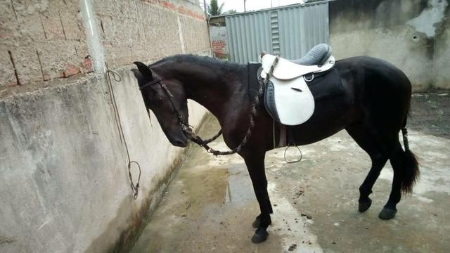 Cavalo Preto registra