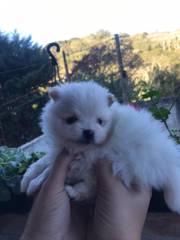 Spitz alemão anão macho reserve ja seu bebe e receba via aerea